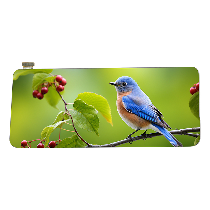 OLED flexible screen