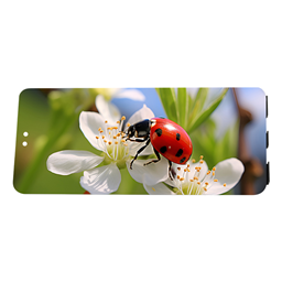 OLED flexible screen